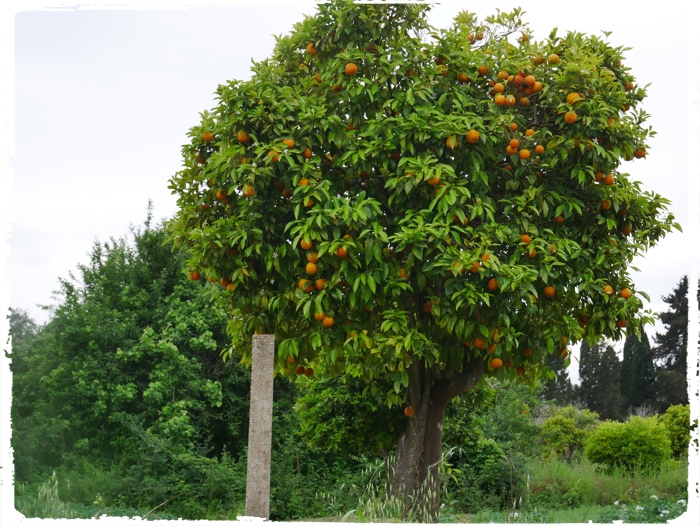 Orange season...