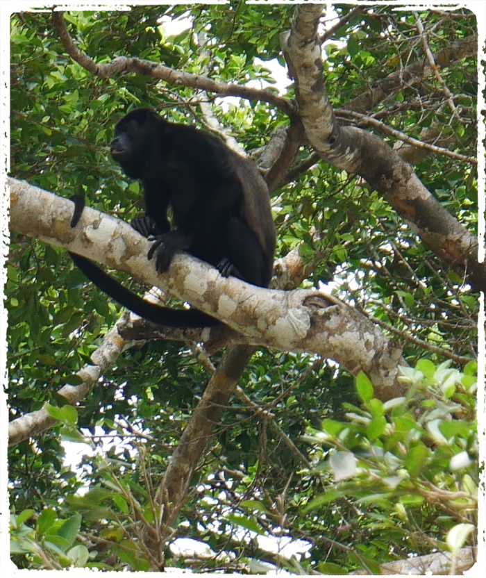 Right beside our boat there were a lot of monkeys with their special sounds and games