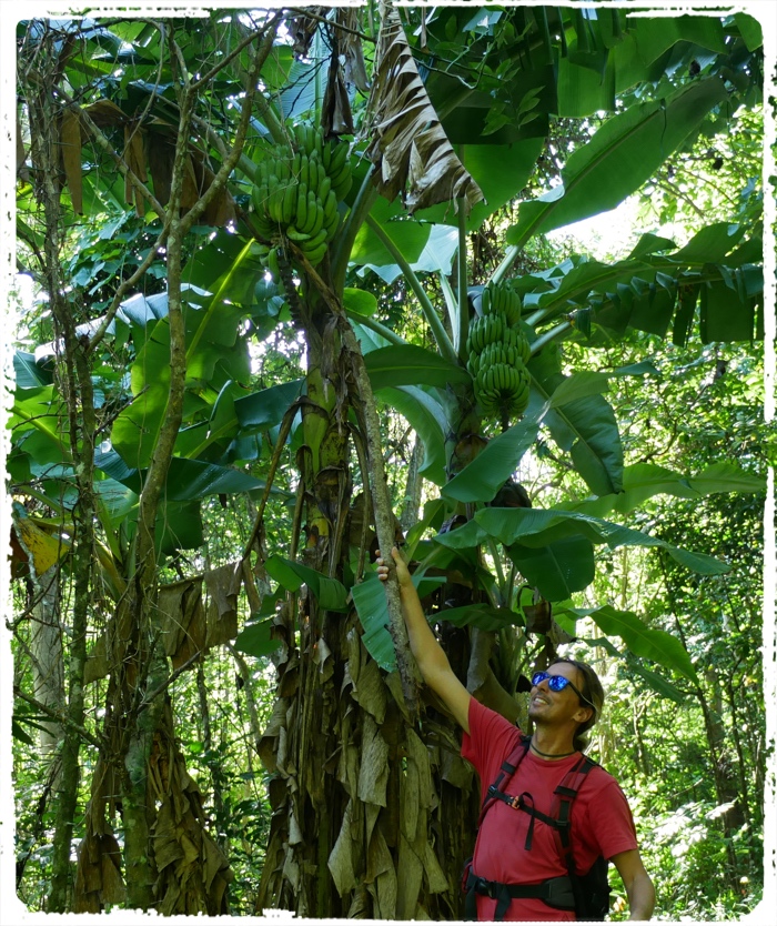 If you want bananas, you just take it. Life is easy in Polynesia…