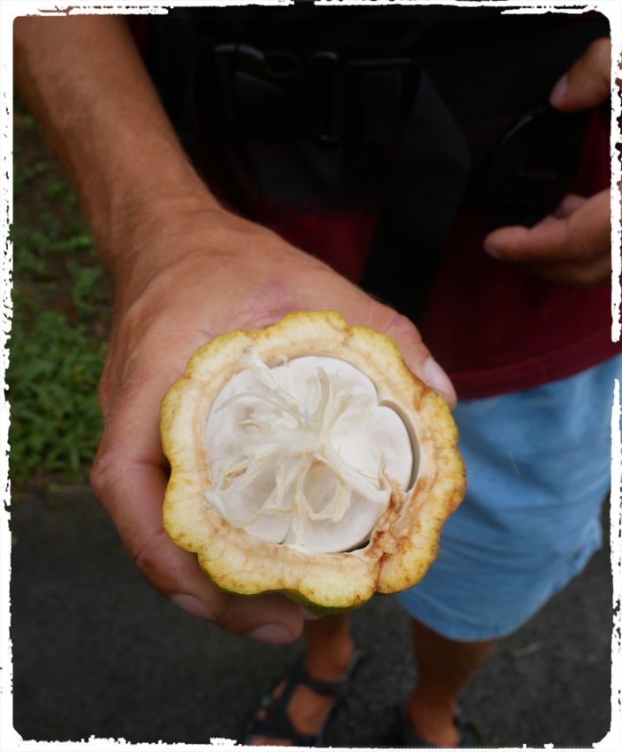 Here is the guilty one for all the chocolate in Grenada